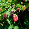 Boysenberry Live Plant – Thorny Fruit Bearing Vine – 3-5" Tall Starter - Image 1