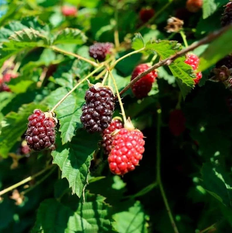 Boysenberry Live Plant – Thorny Fruit Bearing Vine – 3-5" Tall Starter - Image 1