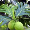 Breadfruit Live Plant 10-12 Inches Tall Potted Tropical Fruit Tree - Image 1