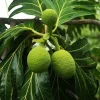 Breadfruit Live Plant 14-18 Inches Tall - Potted Tropical Fruit Tree - Image 1