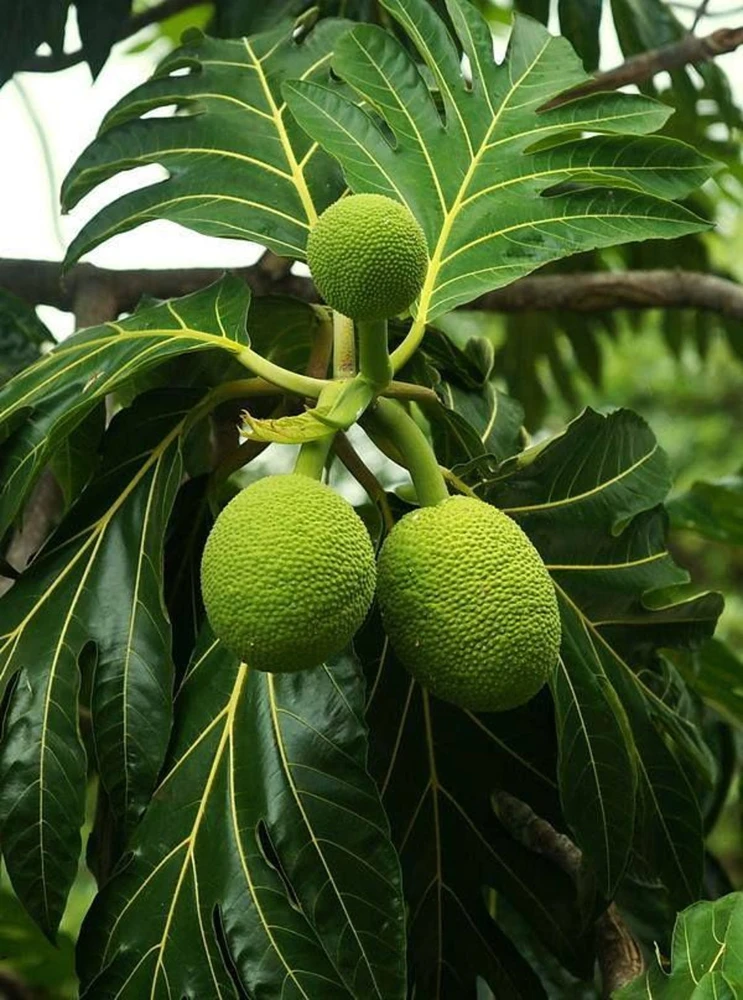 Breadfruit Live Plant 14-18 Inches Tall - Potted Tropical Fruit Tree - Image 1