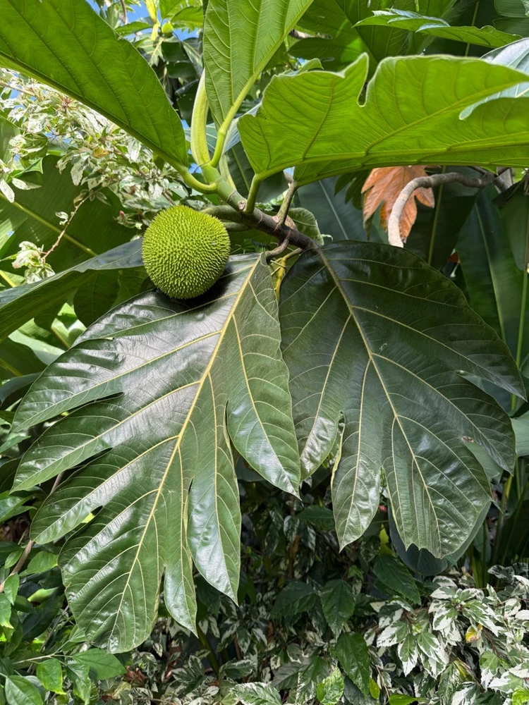 Breadfruit Live Plant 14-18 Inches Tall - Potted Tropical Fruit Tree - Image 2