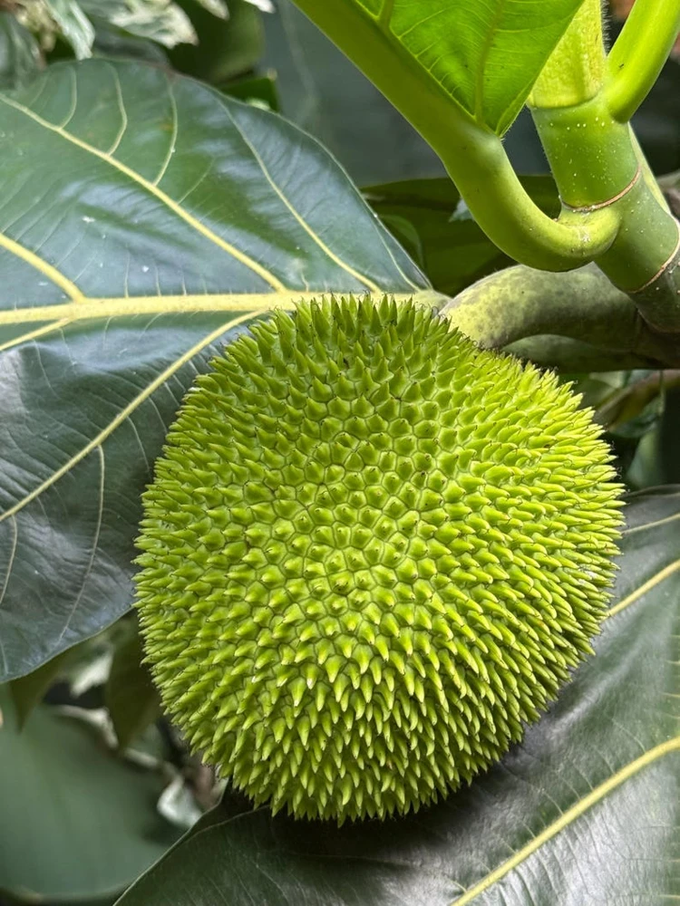 Breadfruit Live Plant 14-18 Inches Tall - Potted Tropical Fruit Tree - Image 3