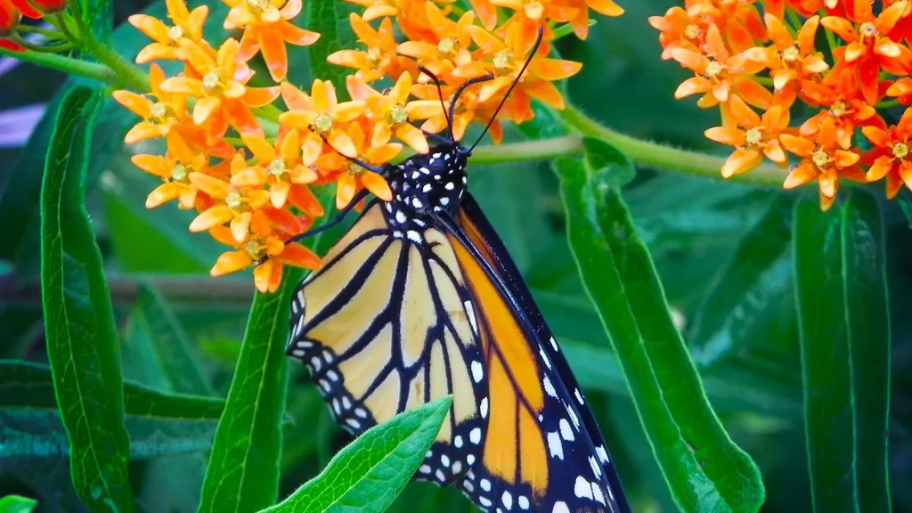 Top 7 Heat-Tolerant Perennials to Plant in July