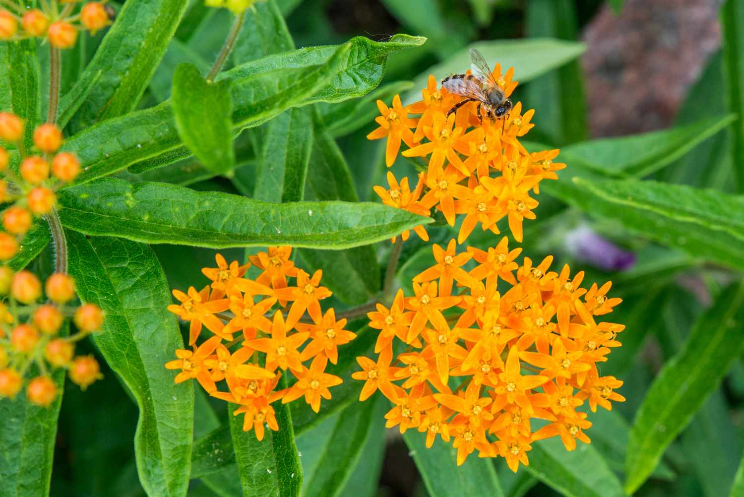 Top 7 Heat-Tolerant Perennials to Plant in July