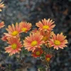 Campfire Glow Daisy Mum Live Plant - Orange Chrysanthemum - 3-5" Tall - Outdoor - Image 1