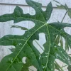 Chaya Live Plant 12-16in Tall - Edible Tree Spinach in 1 Gallon Pot - Image 1
