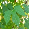 Chaya Live Plant – Edible Spinach Tree – 4-inch Pot – Outdoor/Indoor - Image 1