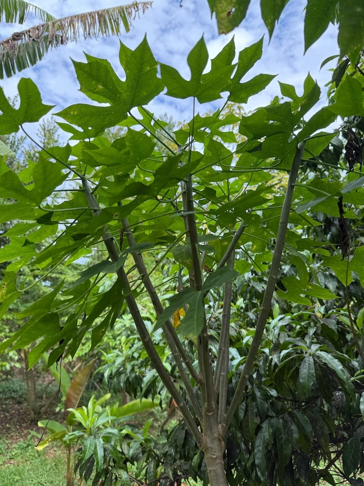 Chaya Plant Live – Half Gallon Pot – Edible Spinach Tree - Image 2