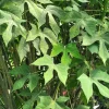 Chaya Plant Live – Half Gallon Pot – Edible Spinach Tree - Image 1