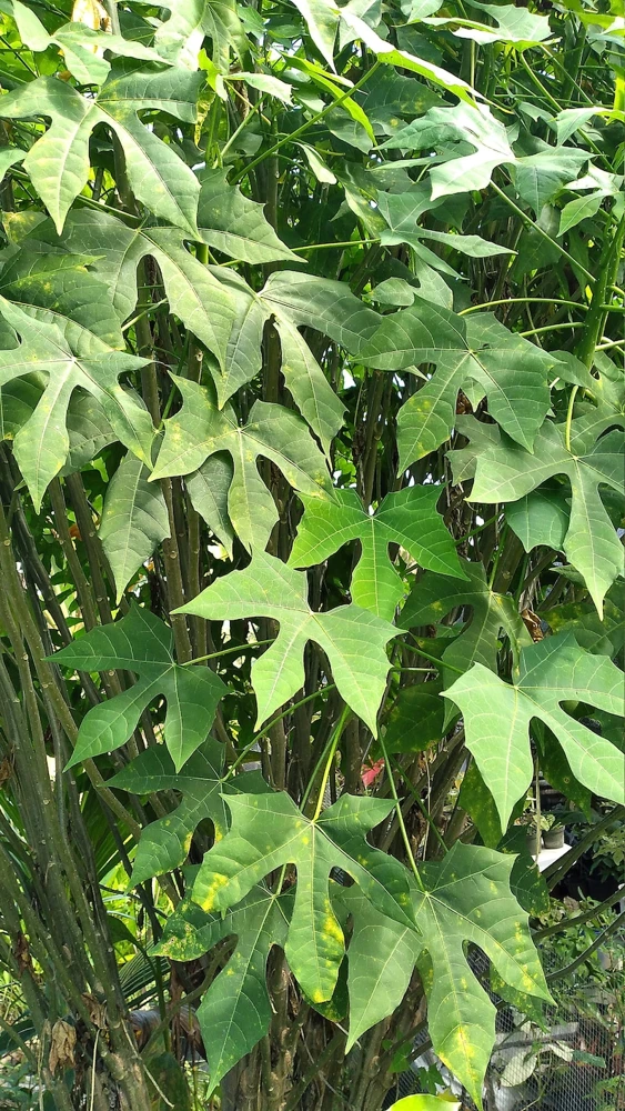 Chaya Plant Live – Half Gallon Pot – Edible Spinach Tree - Image 1