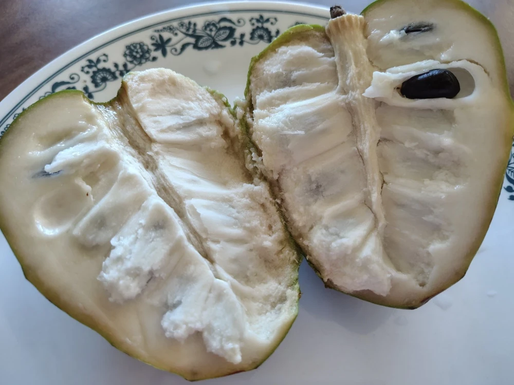 Cherimoya Honey Heart Custard Apple Fruit Seeds - 5 Organic Seeds - Image 2