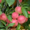 Cherry Plum (Myrobalan) Tree Seeds - 5 Seeds - Edible Fruit, Full Sun - Image 1