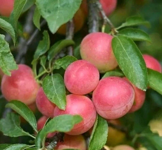 Cherry Plum (Myrobalan) Tree Seeds - 5 Seeds - Edible Fruit, Full Sun - Image 1