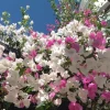 Coconut Ice Bougainvillea Vine Plant - 3-6" Tall Tropical Flowering Live Plant for Garden & Containers - Image 1
