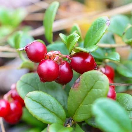 Cranberry Live Plant, 3 inch Pot – Edible Fruit Shrub, Outdoor - Image 2