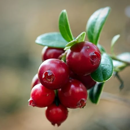 Cranberry Live Plant, 3 inch Pot – Edible Fruit Shrub, Outdoor - Image 1