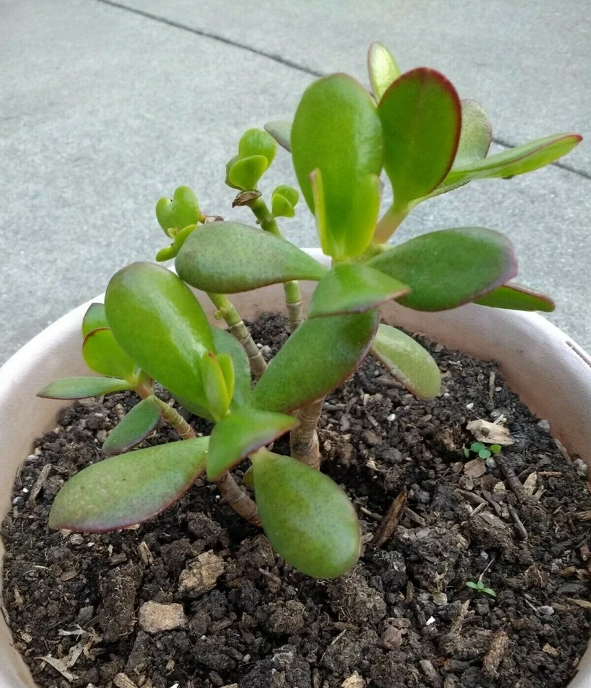 Crassula Ovata Jade Plant Cuttings – Live Succulent – 2 Rooted Cuttings 6”+ – Indoor/Outdoor - Image 2