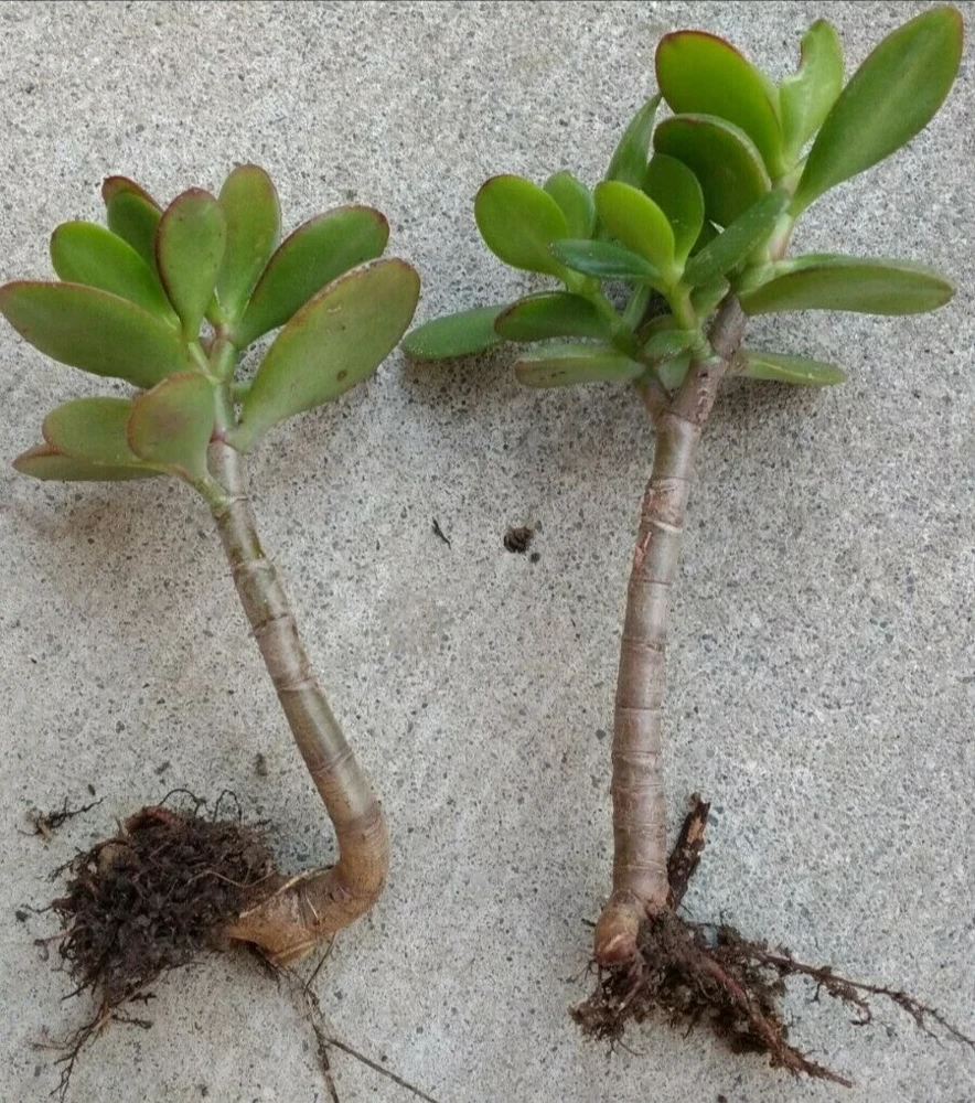 Crassula Ovata Jade Plant Cuttings – Live Succulent – 2 Rooted Cuttings 6”+ – Indoor/Outdoor - Image 3