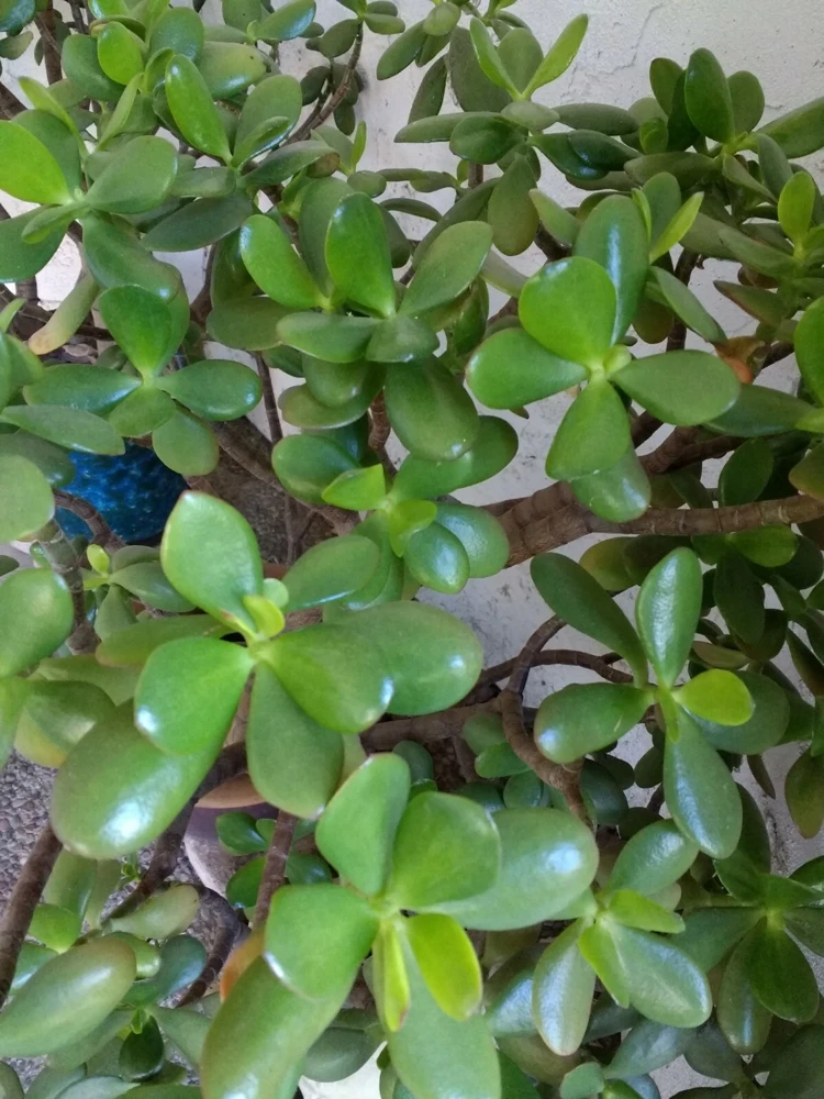 Crassula Ovata Jade Plant Cuttings – Live Succulent – 2 Rooted Cuttings 6”+ – Indoor/Outdoor - Image 4