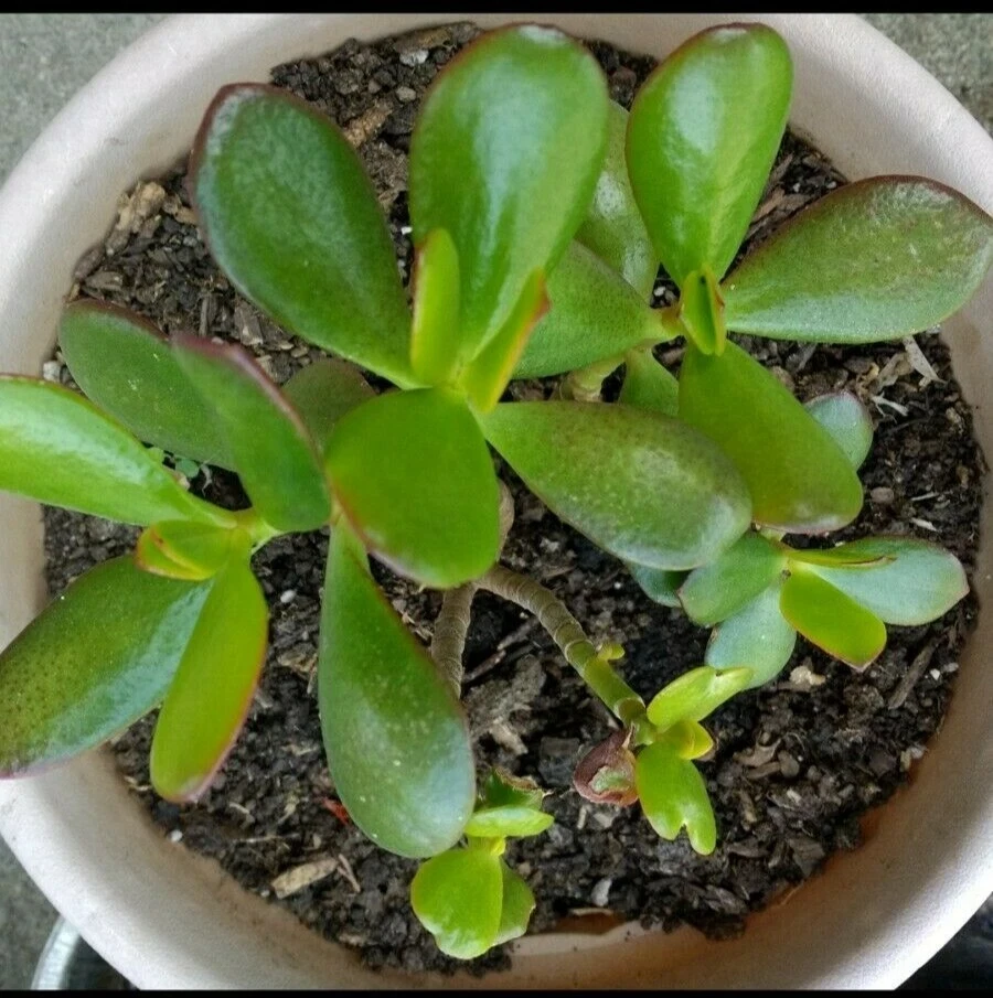 Crassula Ovata Jade Plant Cuttings – Live Succulent – 2 Rooted Cuttings 6”+ – Indoor/Outdoor - Image 1