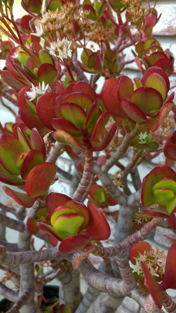 Crassula Ovata Jade Plant Cuttings – Live Succulent – 2 Rooted Cuttings 6”+ – Indoor/Outdoor - Image 5