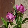 Curcuma Siam Splash Live Plant – Tropical Flowering Ginger – 3-5" Tall – No Pot - Image 1