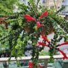 Curly Lipstick Live Plant - Aeschynanthus Radicans Rasta - 3-5 Inches Tall - Tropical Flowering Shrub - Image 1