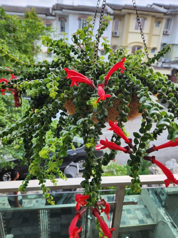 Curly Lipstick Live Plant - Aeschynanthus Radicans Rasta - 3-5 Inches Tall - Tropical Flowering Shrub - Image 1