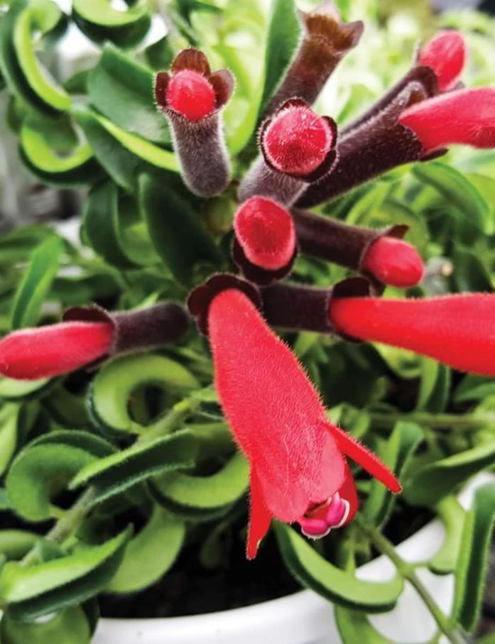 Curly Lipstick Live Plant - Aeschynanthus Radicans Rasta - 3-5 Inches Tall - Tropical Flowering Shrub - Image 2