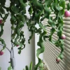Curly Orchid Cactus Live Plant – 4in Pot – Rare Epiphyllum Hookeri - Image 1