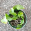 Curly Orchid Cactus Live Plant – Half Gallon Pot – Rare Epiphyllum Hookeri - Image 1