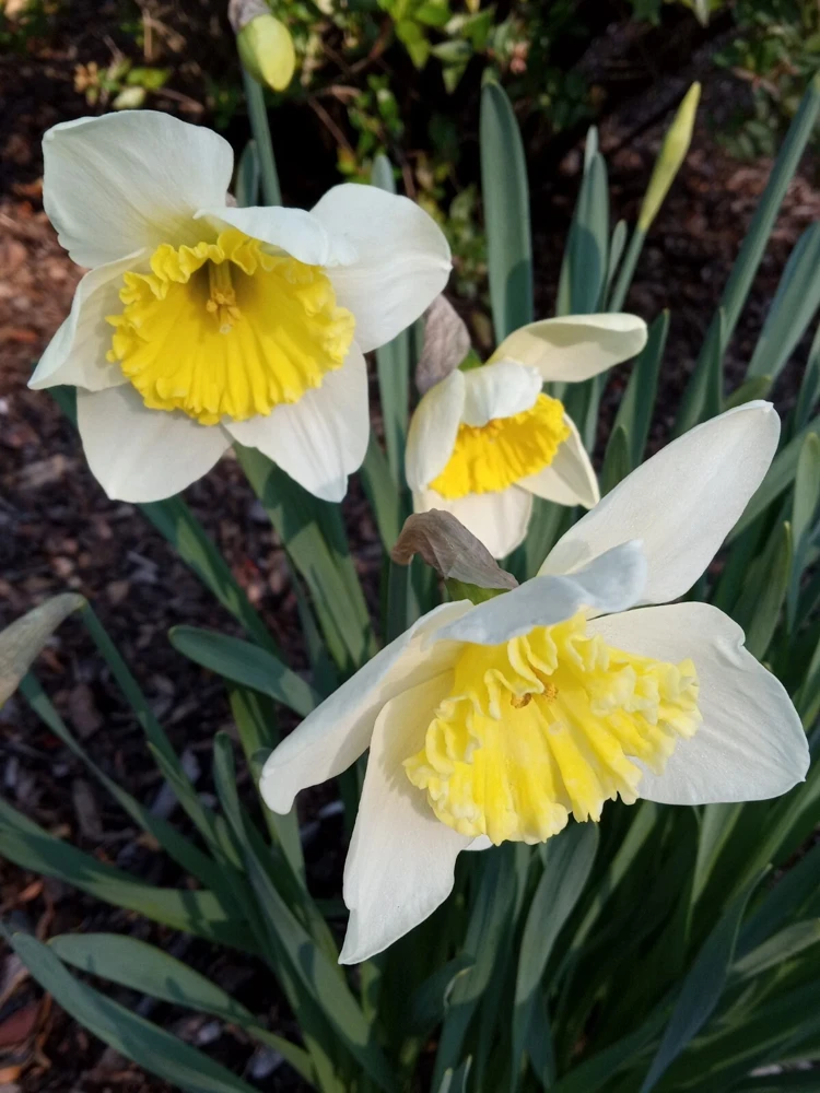 Daffodil Flower Bulbs - 5 Fragrant Perennial Mix for Spring Planting, Outdoor - Image 2