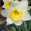 Daffodil Flower Bulbs - 5 Fragrant Perennial Mix for Spring Planting, Outdoor - Image 1