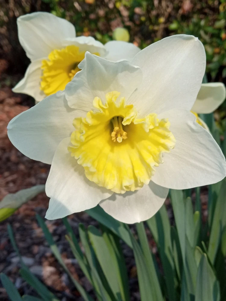 Daffodil Flower Bulbs - 5 Fragrant Perennial Mix for Spring Planting, Outdoor - Image 1