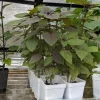 Dark Opal Purple Basil Live Plant – 5-inch Tall Potted Herb - Image 1