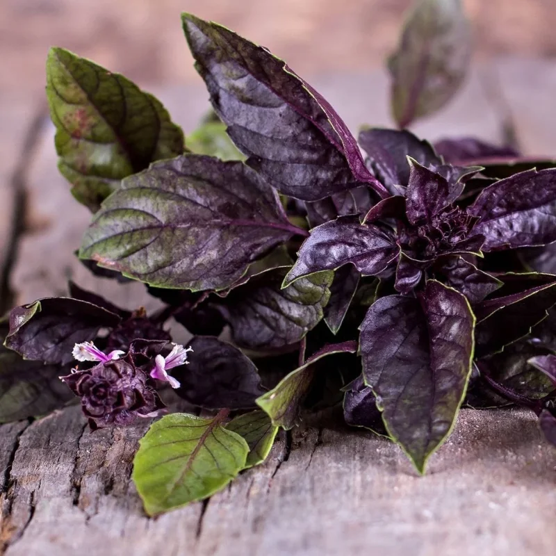 Dark Opal Purple Basil Live Plant – 5-inch Tall Potted Herb - Image 3