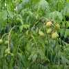Dwarf June Plum Live Plant – Air Layered, 16in Tall – Fruit Tree - Image 1