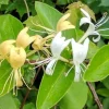 Edible Japanese Honeysuckle Vine - Lonicera Perennial Live Starter Plant, Climbing, Outdoor - Image 1