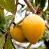 Egg Fruit Tree Live Plant - Pouteria campechiana - 22-26 inches Tall - 1 Gallon Pot - Image 1