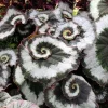 Escargot Begonia Live Plant - Begonia rex 'Escargot' - 4-8" Tall Houseplant - Image 1