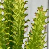 Euphorbia Trigona Variegated Live Plant - 3-4" Tall African Milk Tree Houseplant Indoor - Image 1
