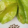 Exotic Tropical Star Fruit Seeds - 5 Averrhoa Carambola Seeds for Planting - Image 1