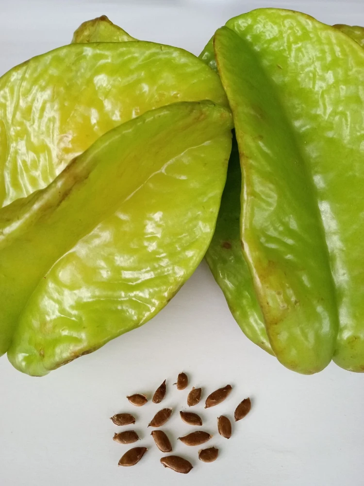 Exotic Tropical Star Fruit Seeds - 5 Averrhoa Carambola Seeds for Planting - Image 1