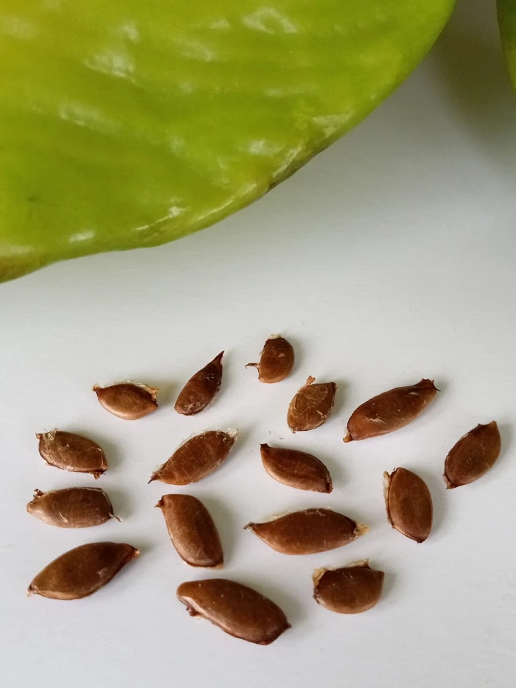 Exotic Tropical Star Fruit Seeds - 5 Averrhoa Carambola Seeds for Planting - Image 2