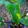 Fontanesii Colocasia Live Plant - Dark Stem Elephant Ear - 5-8" Tall Tropical - Image 1