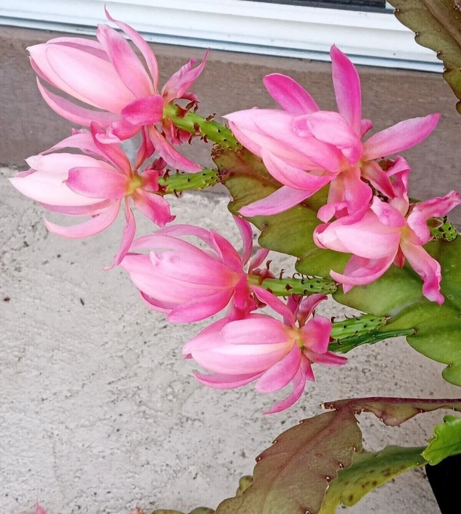 German Empress Epiphyllum Cactus Live Plant Cutting - 6 inch - Indoor/Outdoor Flowering - Image 2