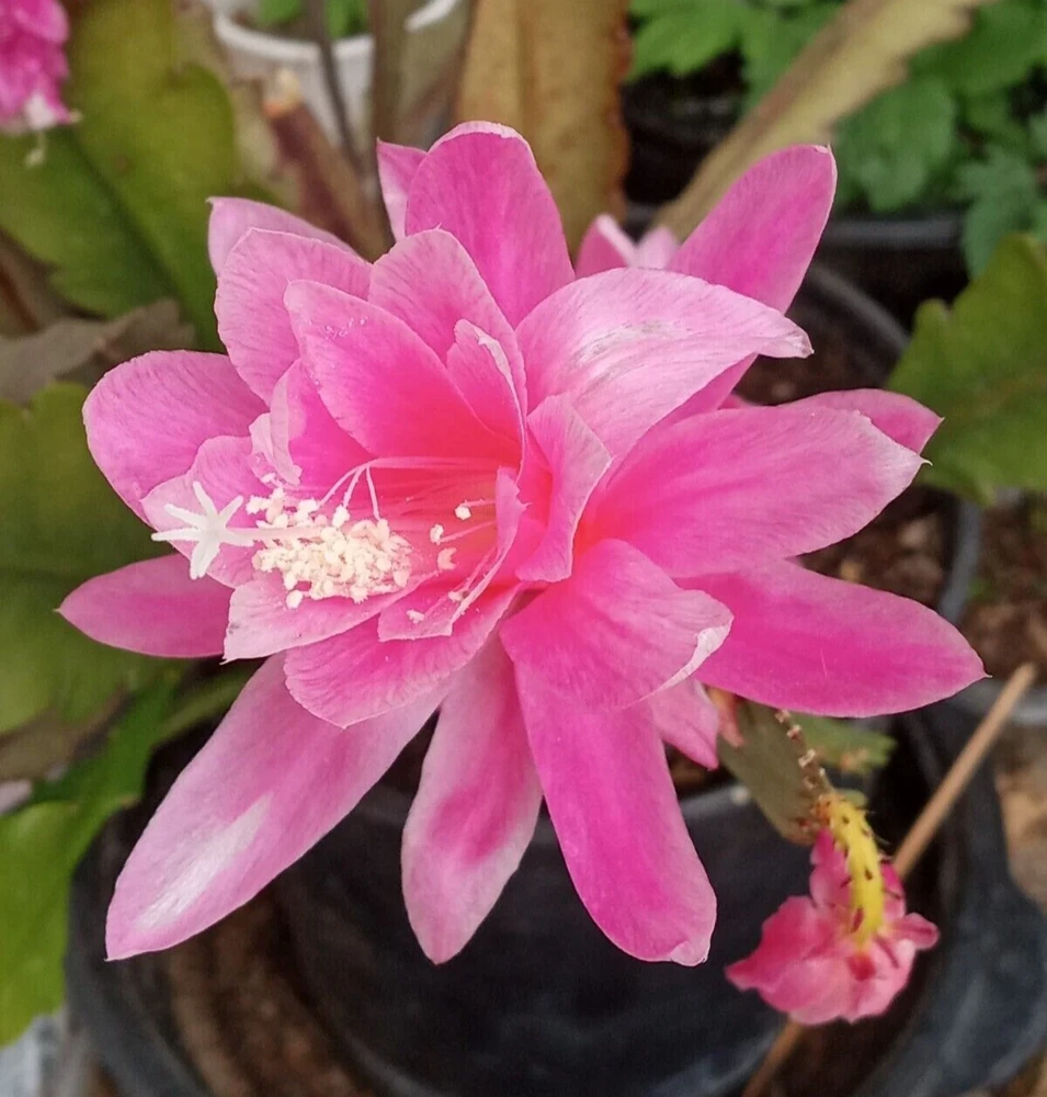 German Empress Epiphyllum Orchid Cactus Live Plant – 6" Rooted Starter – Indoor/Outdoor - Image 2