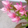 German Empress Epiphyllum Orchid Cactus Live Plant – 6" Rooted Starter – Indoor/Outdoor - Image 1