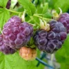 Glencoe Raspberry Live Plant - 3-6 inch Tall Thornless Purple Berry Bush for Garden - Image 1